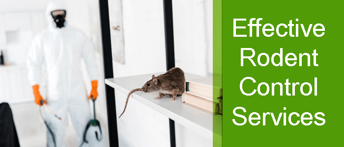 Effective Rodent Control Service