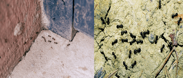 Same Day Ant Control Services